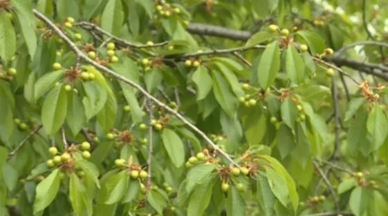 Две седмици по късно от очакваното ще започне брането на ранните